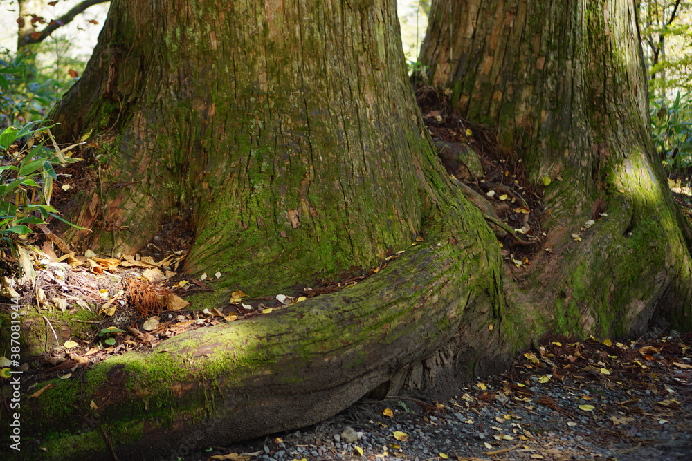 A road lined with large cedar trees. In the forest where the sunlight shines through. Beautiful Japanese landscape. A road lined with large cedar trees. In the forest where the sunlight shines through. Beautiful Japanese landscape.