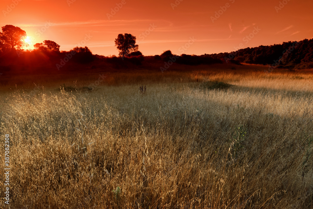 Fototapeta premium Linguizzeta fields in Eastern plain of Corsica