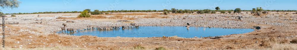 Panorama of a Burchells zebra herd drinking