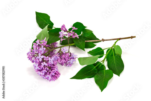 Blossoming branch of lilac (Syringa vulgaris). Violet flowers isolated on a white background.