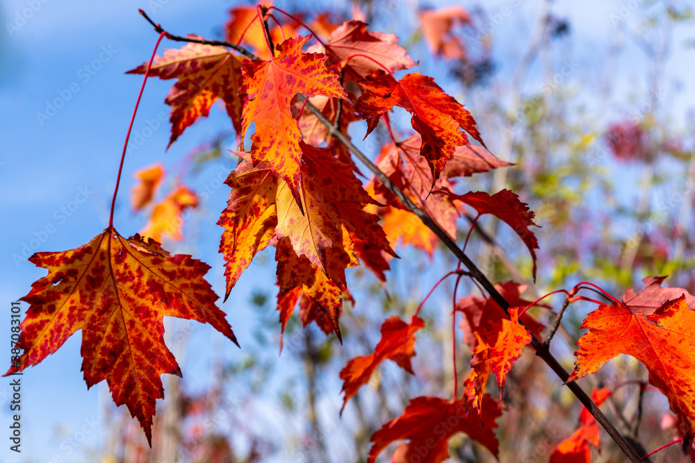 Orange maple leaves hanging from the trees in autumn Orange maple leaves hanging from the trees in autumn