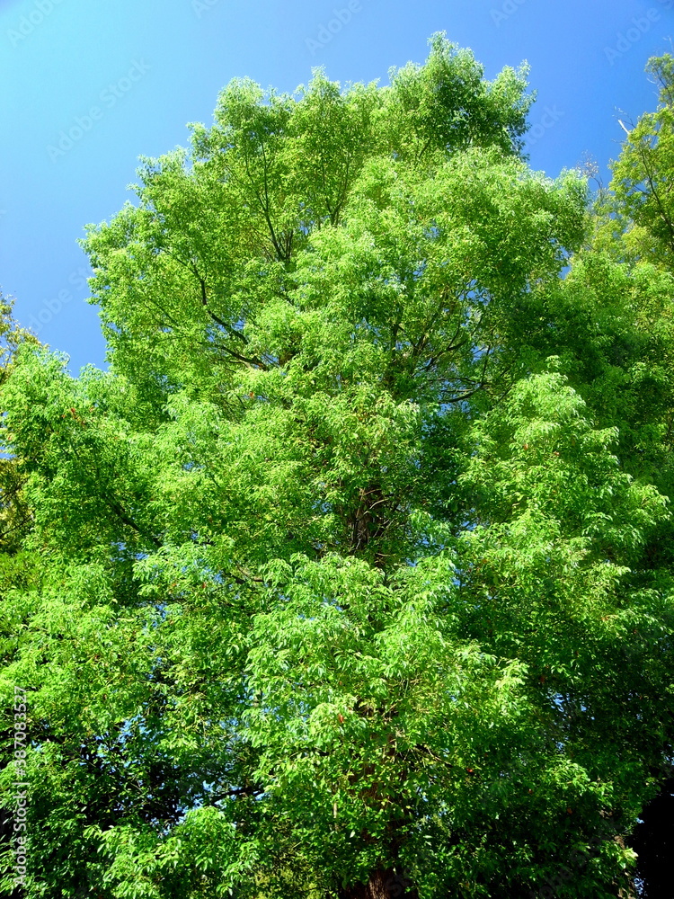 秋の公園の楠木と青空 秋の公園の楠木と青空