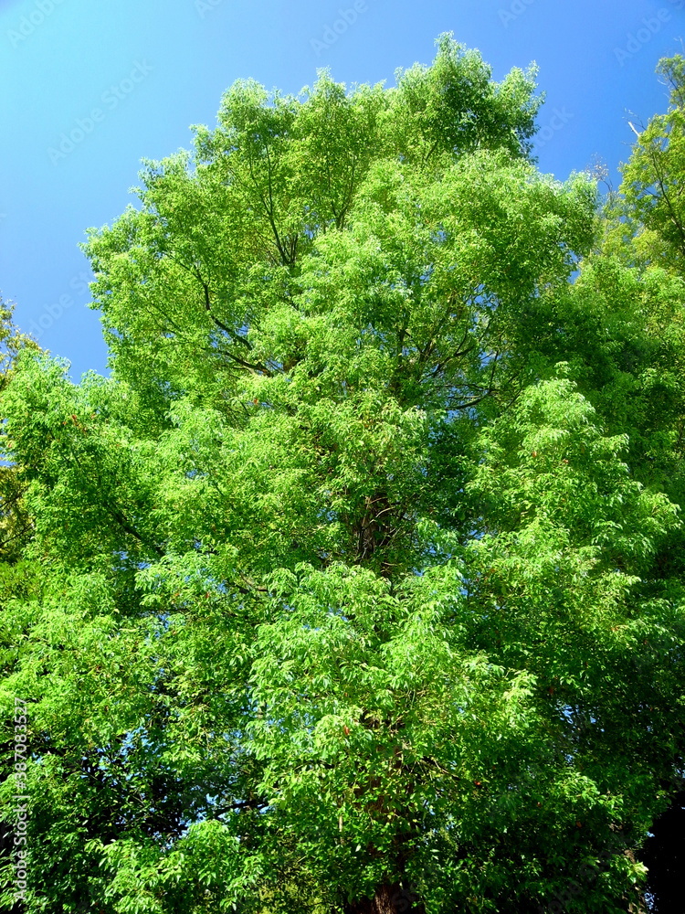 秋の公園の楠木と青空