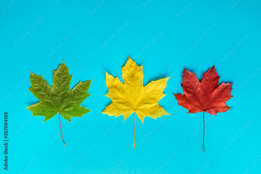 blue background with autumn maple leaves in green, orange and yellow with space for text blue background with autumn maple leaves in green, orange and yellow with space for text