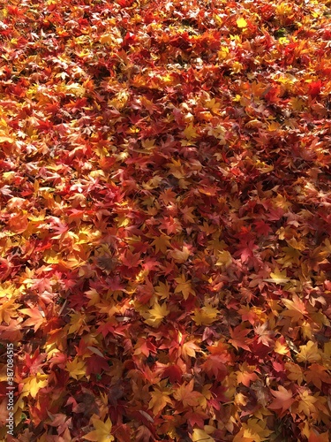 가을 단풍잎