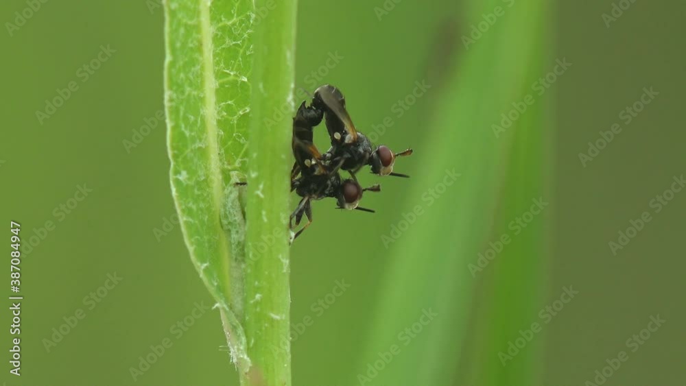 Two Tachinid fly, Active move Courtship rituals of insects and Mating. Gymnosoma sp. View Macro insect in wildlife Two Tachinid fly, Active move Courtship rituals of insects and Mating. Gymnosoma sp. View Macro insect in wildlife