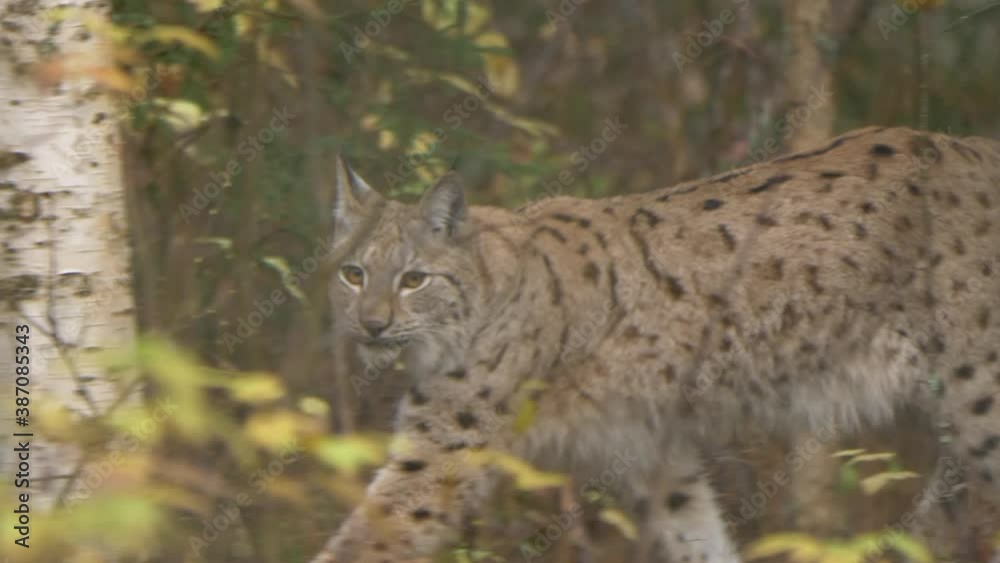 Tracking long shot of Eurasian lynx peeking through the yellow-brownish foliage of dense forest while hunting, walking from right to left Tracking long shot of Eurasian lynx peeking through the yellow-brownish foliage of dense forest while hunting, walking from right to left