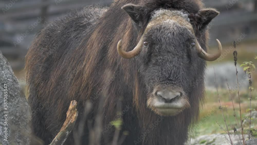 A lonely musk ox looking out over thundra with unknown intentions. A lonely musk ox looking out over thundra with unknown intentions.