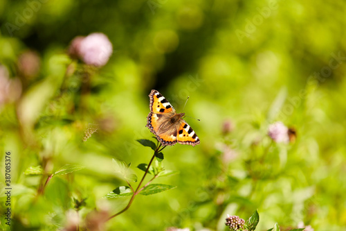 nature and insects concept - small tortoiseshell butterfly in summer garden