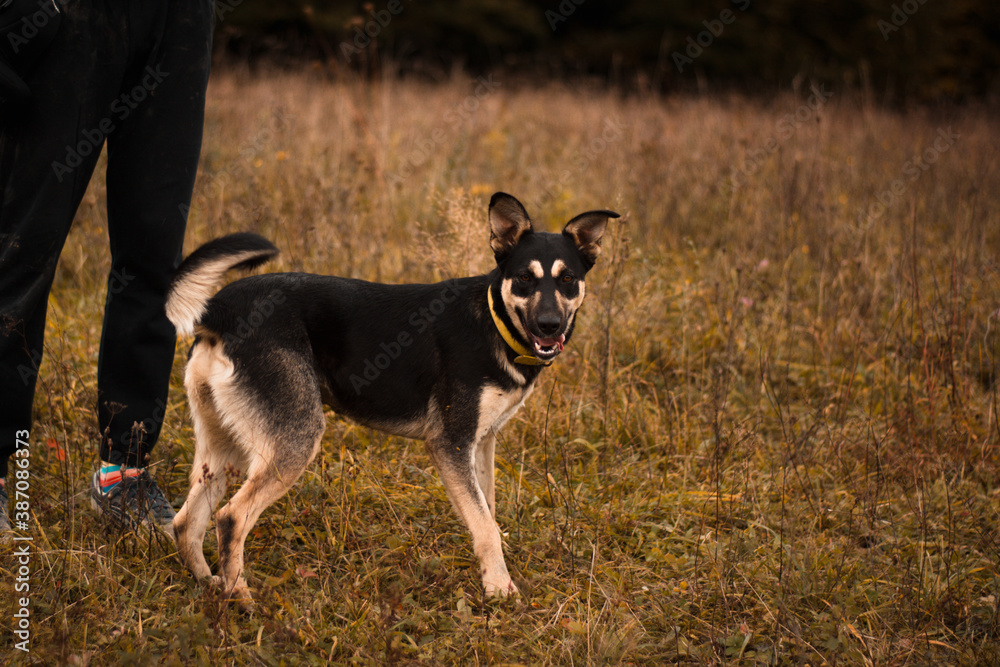 Beautiful cute happy mix breed young puppy dog running, playing autumn nature Beautiful cute happy mix breed young puppy dog running, playing autumn nature