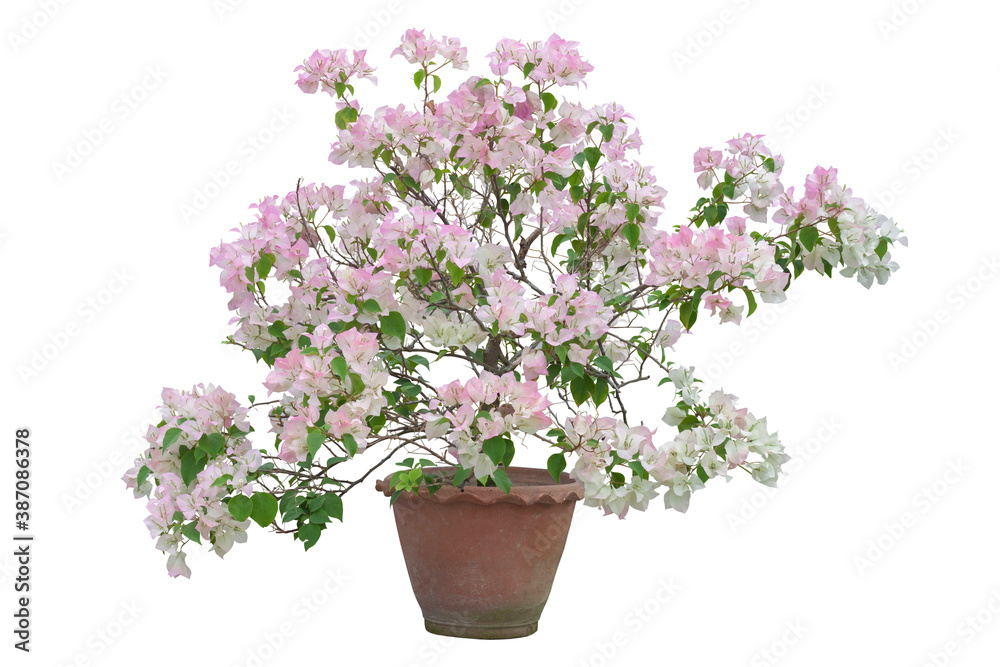 White and Pink Bougainvillea flower bloom in brown pot isolated on white background with clipping path.