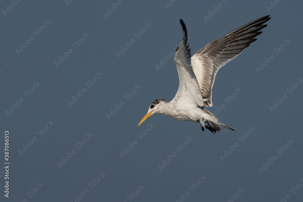 Swift Tern flying on the north-eastern coast of Qatar Swift Tern flying on the north-eastern coast of Qatar