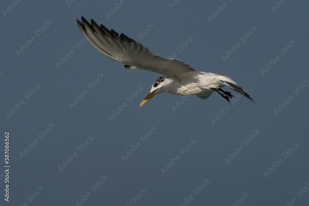 Swift Tern flying on the north-eastern coast of Qatar