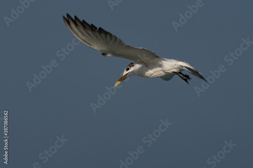 Swift Tern flying on the north-eastern coast of Qatar