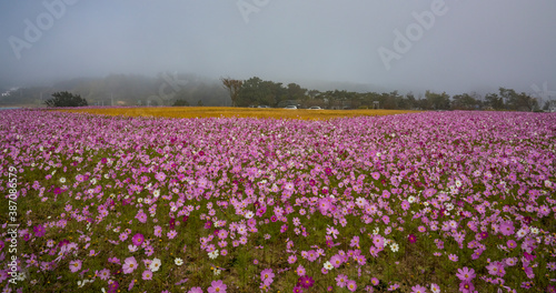 Wallpaper Mural 안개 속에 피어나는 가을꽃 코스모스 Torontodigital.ca