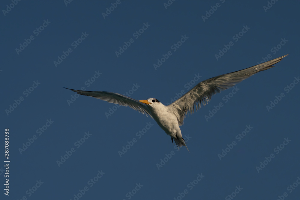 Swift Tern flying on the north-eastern coast of Qatar
