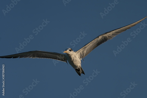 Swift Tern flying on the north-eastern coast of Qatar