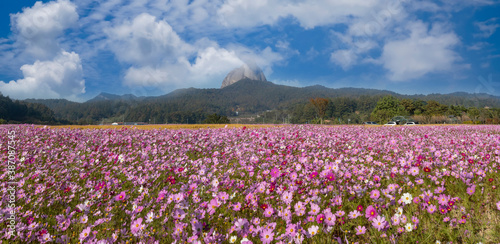 Wallpaper Mural 안개 속으로 보이는 마이산과 가을꽃 코스모스 Torontodigital.ca