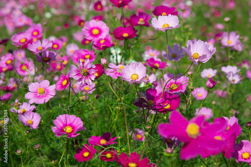 秋の花 たくさんのコスモス 