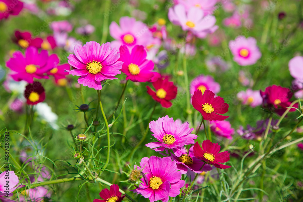秋の花 たくさんのコスモス 秋の花 たくさんのコスモス