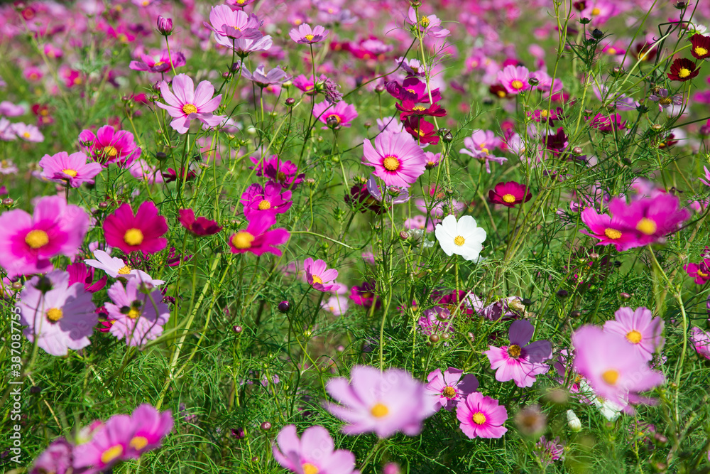 Obraz premium 秋の花 たくさんのコスモス 