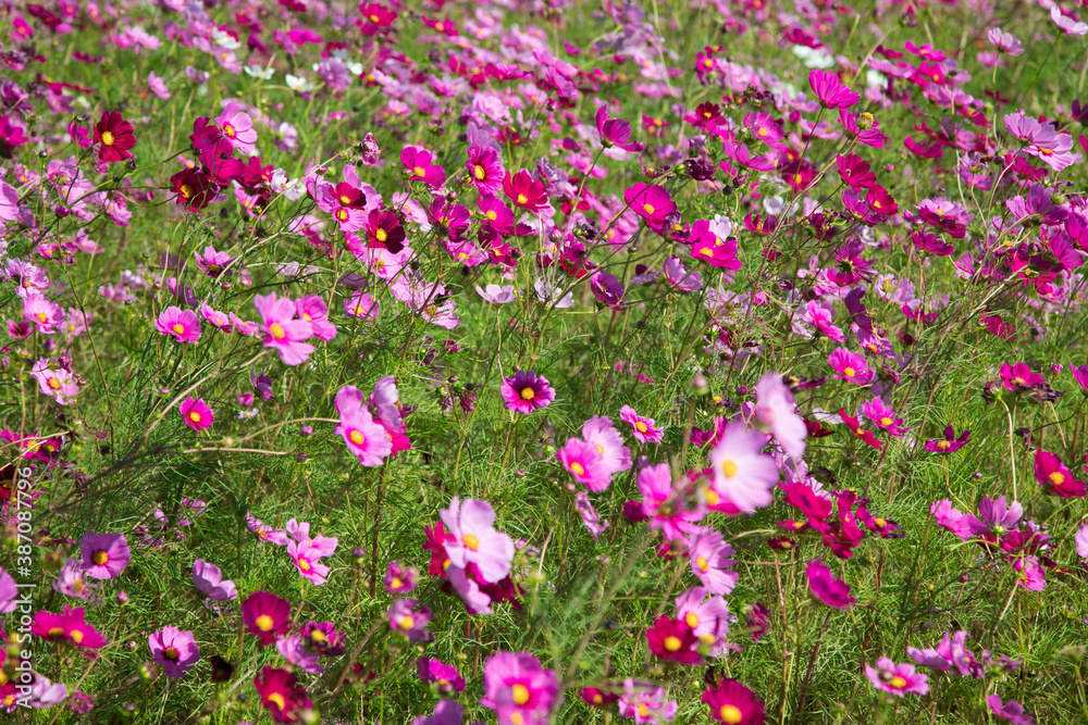 秋の花　たくさんのコスモス　