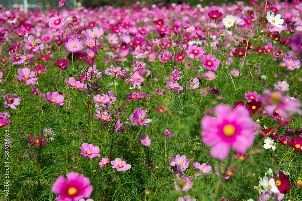 Fototapeta premium 秋の花 たくさんのコスモス 