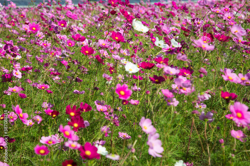 秋の花 たくさんのコスモス 