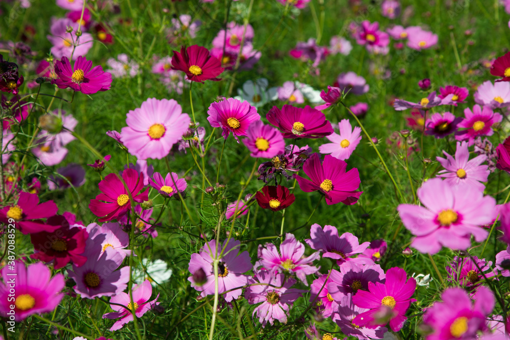 秋の花　たくさんのコスモス　