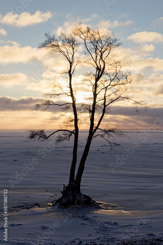 Winter sunset on frozen coast with black silhouette of alone tree on blue sky and clouds, at evening, north bright landscape, vertical.