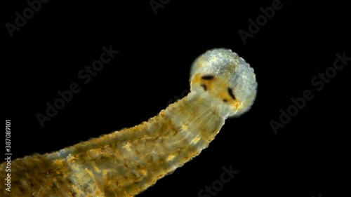 Leech Hirudinea, Baicalobdella torquata under a microscope, family Piscicolidae, endemic to Lake Baikal. Usually sucks blood from Amphipods, Identified by Irina Kaygorodova. front part with suction photo