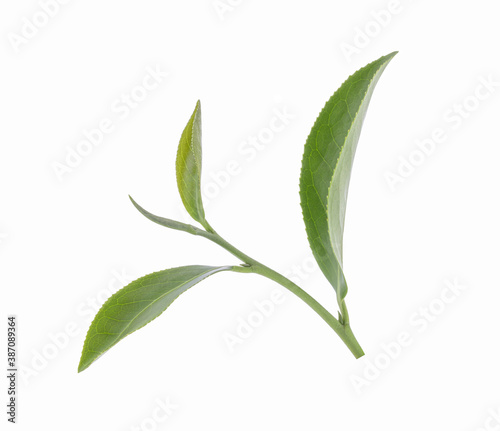 green tea leaf isolated on white background