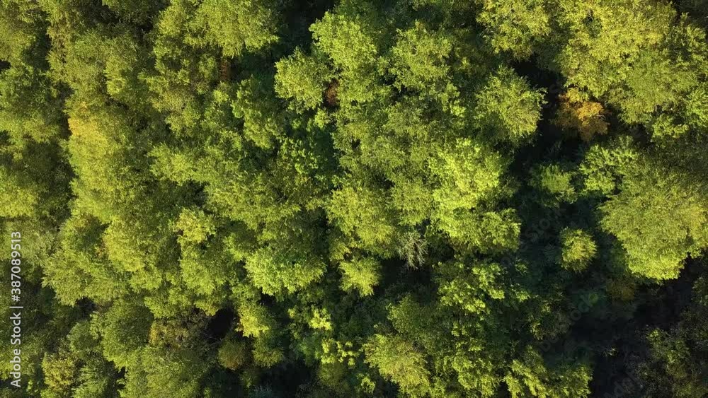 Drone rising up above green forest. Aerial vertical shot. Bird's eye view