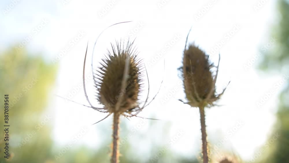 Thistle Close Up in Sunlight Summer, Sunny, Green Thistle Close Up in Sunlight Summer, Sunny, Green