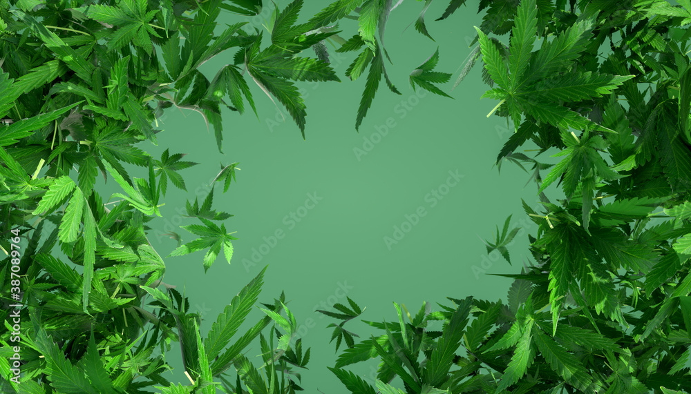 Abstract 3D rendering of Cannabis leaves on a green background. Product background, backplate. Circular framing.