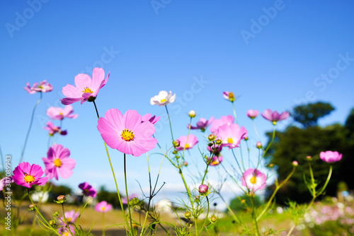 青い空をバックに、風に揺れながら綺麗に咲き誇る、ピンクと白のコスモス