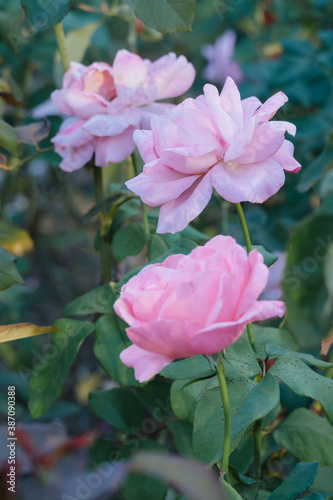 pastel soft pink rose on a blurred background