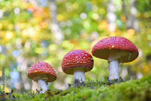 Amanita muscaria, Fly Agaric in moss in forest. Magic mushrooms background