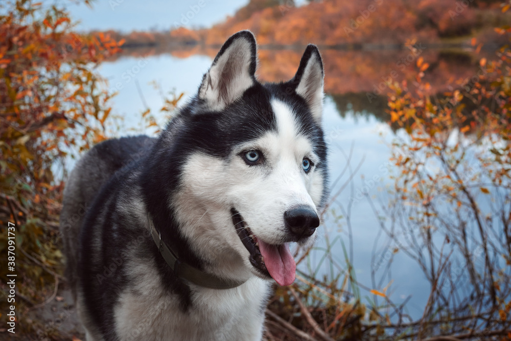Close-up portrait of a dog on autumn background. Siberian Husky black and white colour with blue eyes outdoors in autumn park, tongue out. A pedigreed purebred dog