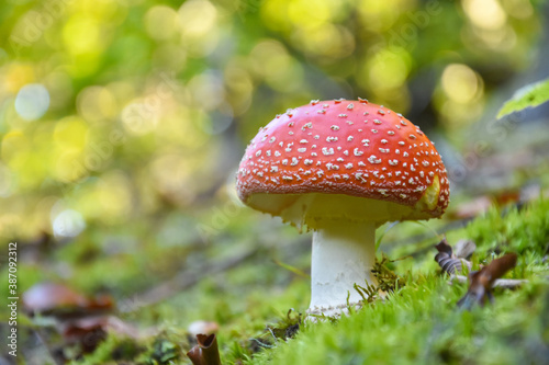 Amanita muscaria, Fly Agaric in moss in forest. Magic mushrooms background
