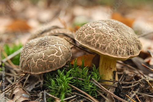 Edible Xerocomus mushrooms in the moss close up photo