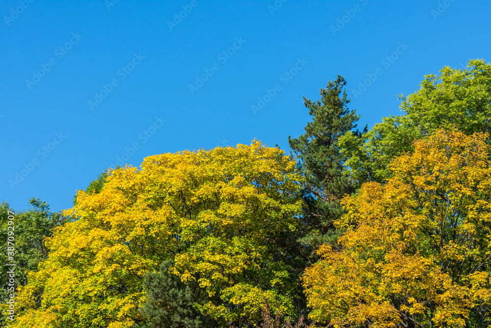 colorful trees and blue sky while hiking