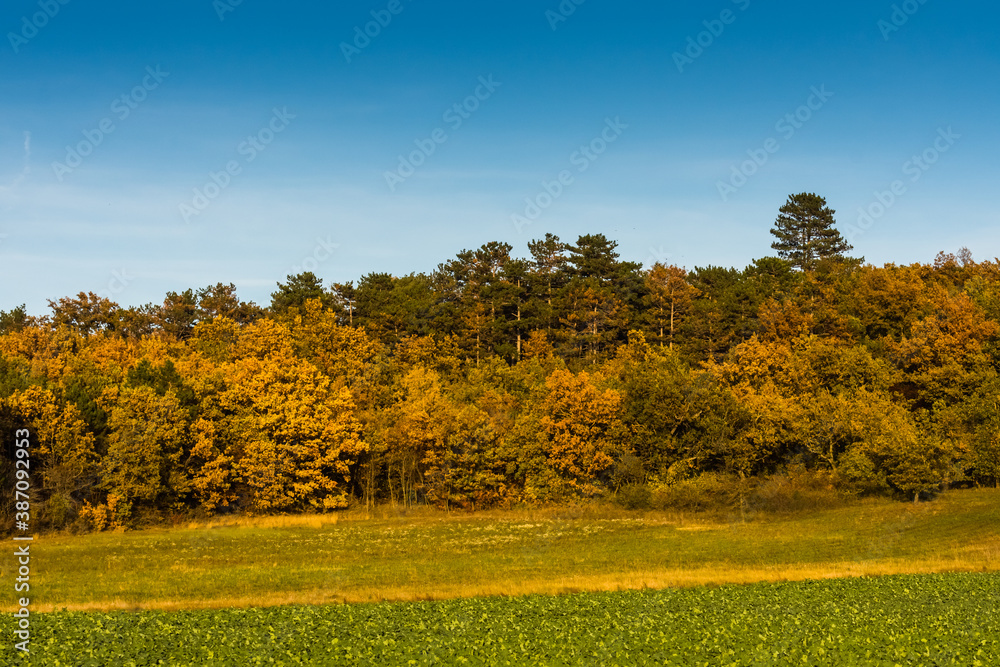 colorful trees and a meadow with blue sky