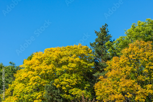 colorful trees and blue sky while hiking