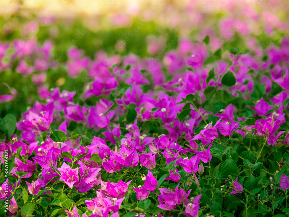 Pink bougainvillea flower with green leaf on tree, Floral background. Pink bougainvillea flower with green leaf on tree, Floral background.