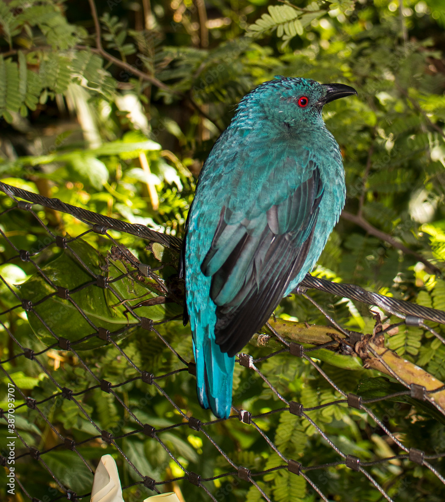 close up shot of a bird with blue glossy feathers and red eyes in indoor tropical park.