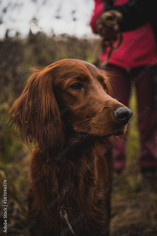 adorable portrait of amazing healthy old irish setter male in the quarry