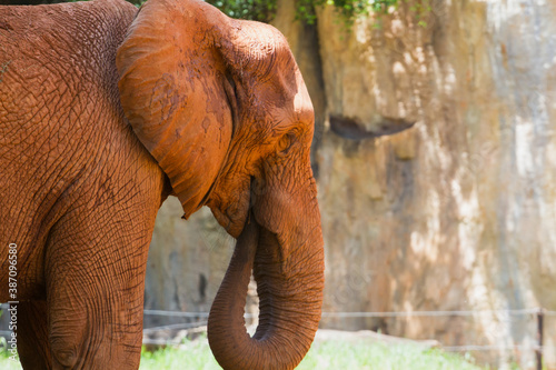 African elephant portrait fall and roll on the mineral lick or salt lick. 