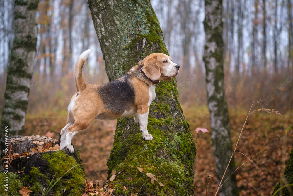 funny dog breed Beagle for a walk in the autumn Park in a thick fog. portrait of a Beagle on a landscape background