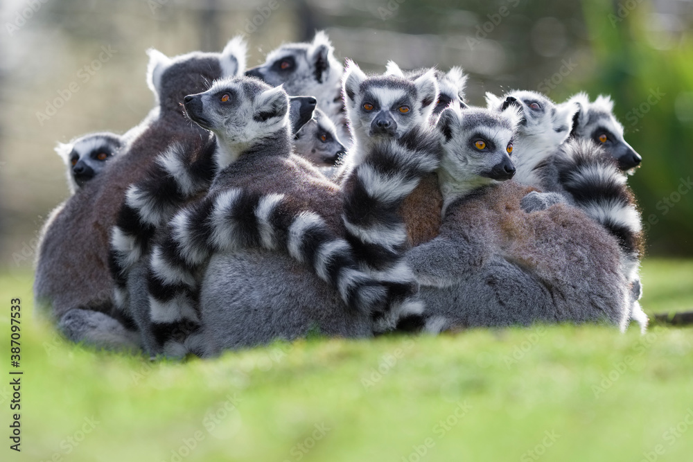 Fototapeta premium Lémurien Makki catta - Ring-tailed lemur